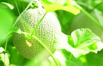 伊良湖メロン狩り　ロワジールホテル豊橋