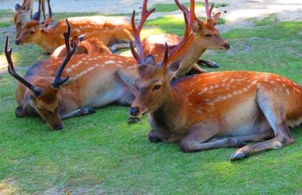 令和8年初詣！奈良　春日大社・東大寺【恵那発あり】