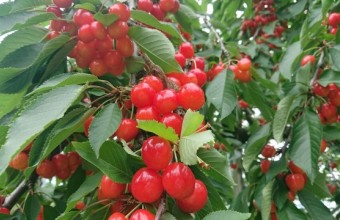 南信州さくらんぼ狩り