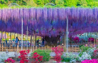 ”花の絶景”　あしかがフラワーパーク　日光東照宮・鬼怒川温泉